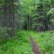 Anchorage Botanical Garden, path in woods.