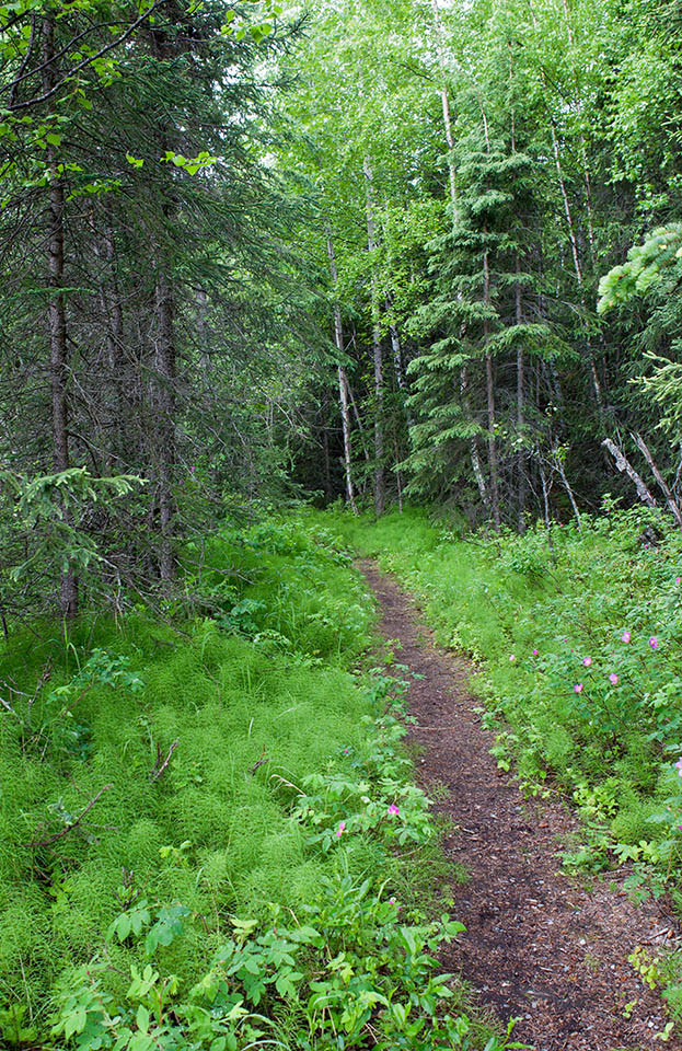 Anchorage Botanical Garden, path in woods.