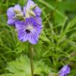 Flower_4D1025