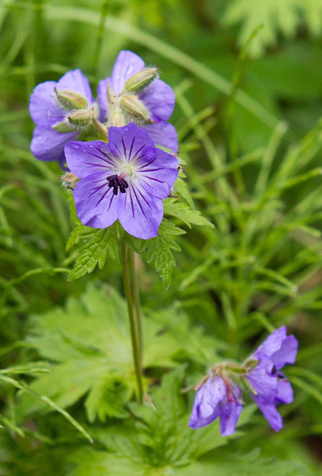 Flower_4D1025