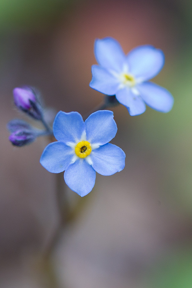Veronica bellidioides, Anchorage Botanical Garden