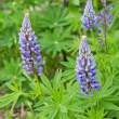 Lupine