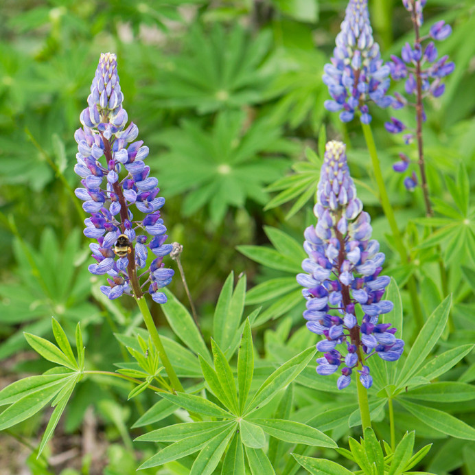 Lupine
