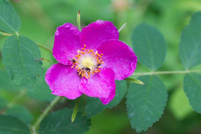 Prickly rose (Rosa acicularis), Anchorage Botanical Garden