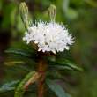 White Flowers