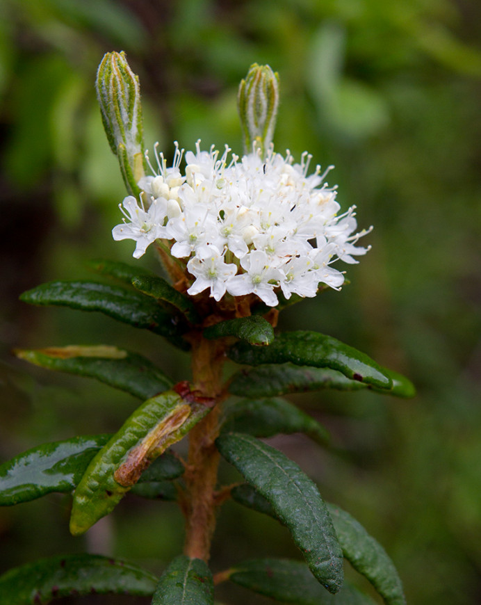 White Flowers