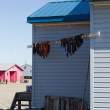 Drying meat.