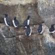 Thick-billed murres (Uria lomvia), King Island, Alaska