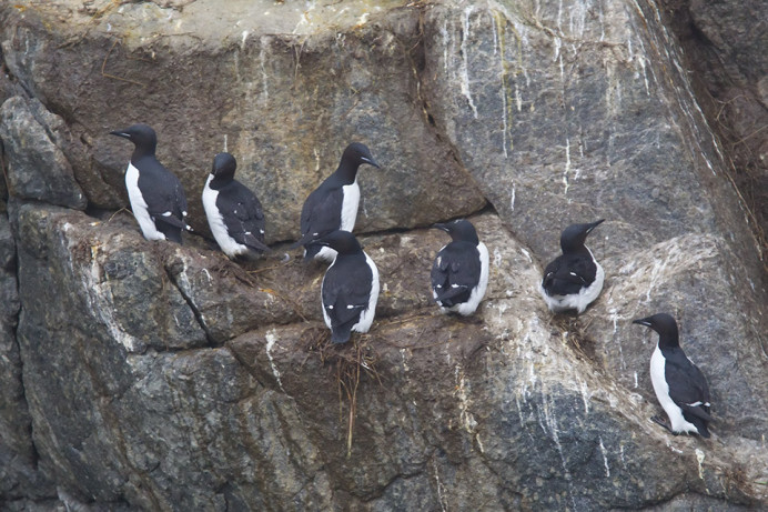 Thick-billed murres (Uria lomvia), King Island, Alaska