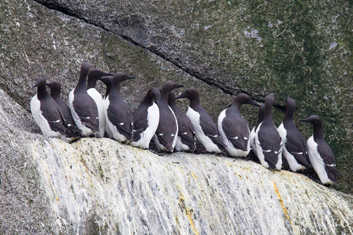 Common murre (Uria aalge), King Island, Alaska