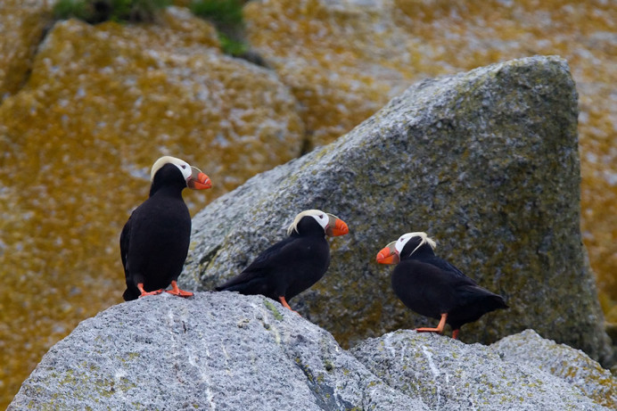 Tufted puffins (Fratercula cirrhata), King Island, Alaska