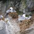 Black-legged kittiwake (Rissa tridactyla), King Island, Alaska