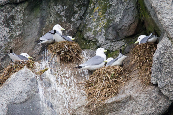 Black-legged kittiwake (Rissa tridactyla), King Island, Alaska