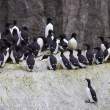 Common murre (Uria aalge), King Island, Alaska