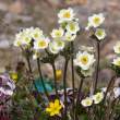 Flowers in Provideniya cemetery