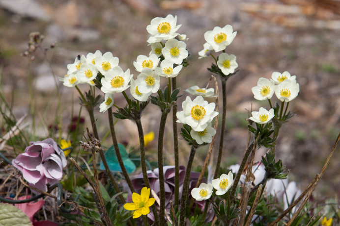 Flowers in Provideniya cemetery