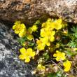 Arctic flowers and rocks