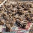 BundledFishAtMarket_OM01561