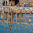 DriedFish_OM53308
