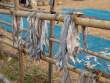 DriedLongFish_OM53313