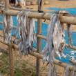 DriedLongFish_OM53313