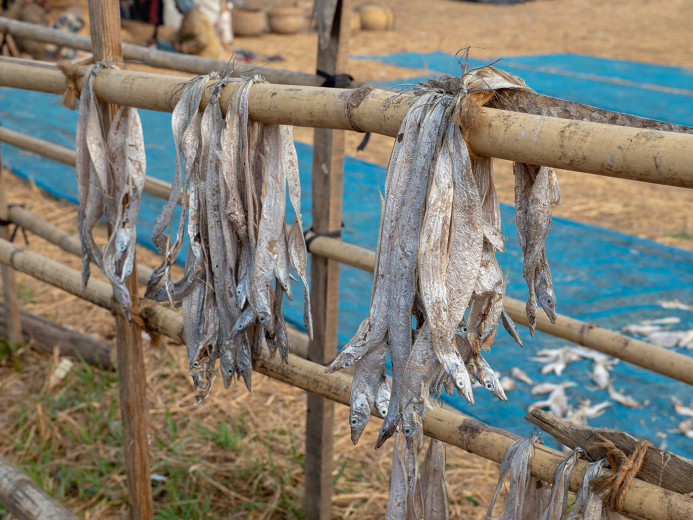 DriedLongFish_OM53313