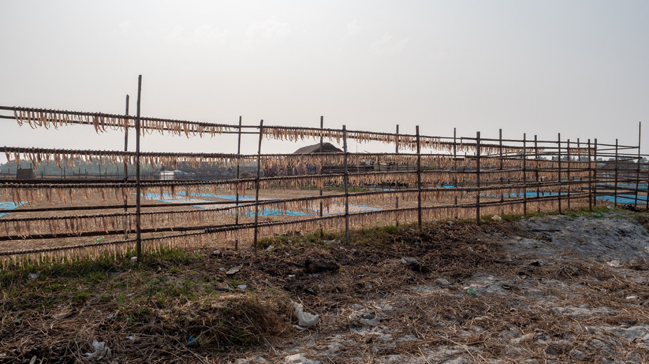 FishDrying_OM53401