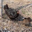 Fowl_OM01542