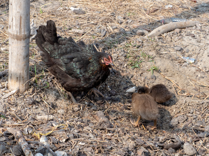 Fowl_OM01542