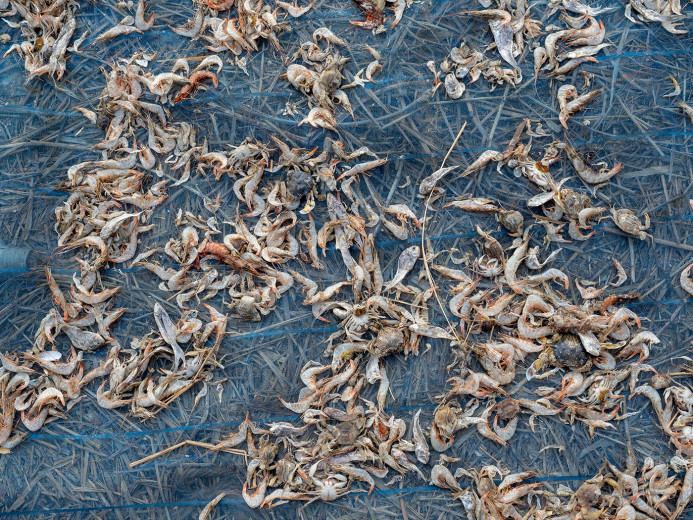 ShrimpEtc_OM53323