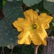 SquashBlossom_OM53431
