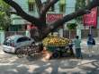 CoconutCart_OM50276