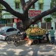 CoconutCart_OM50276