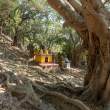 BanyanMonuments_OM53752