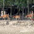 CowsGoingHome_OM01854