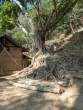 Tree_OM53760