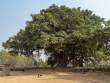 GoatAndTree_OM52531