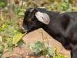 Goat_OM01114