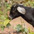 Goat_OM01114