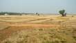 Fields_OM52377
