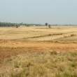 Fields_OM52377