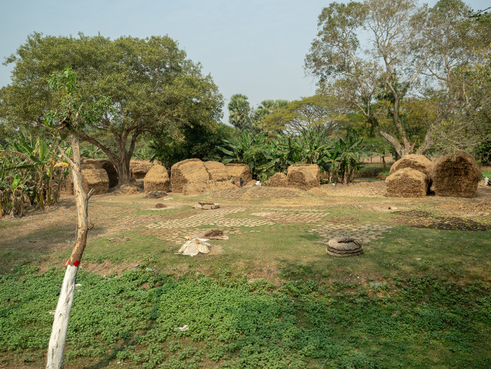 RiceStacksAndDung_OM52464