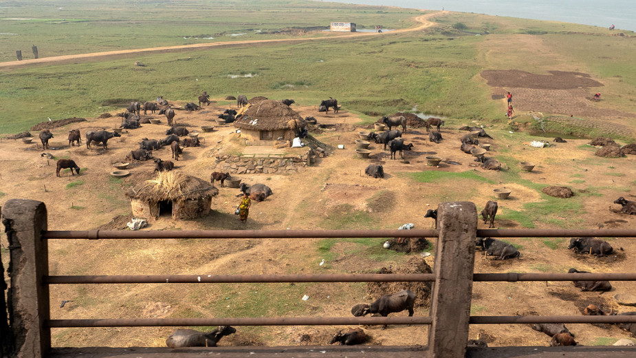 WaterBuffalo_OM52300