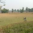 ZebuCattle_OM52393
