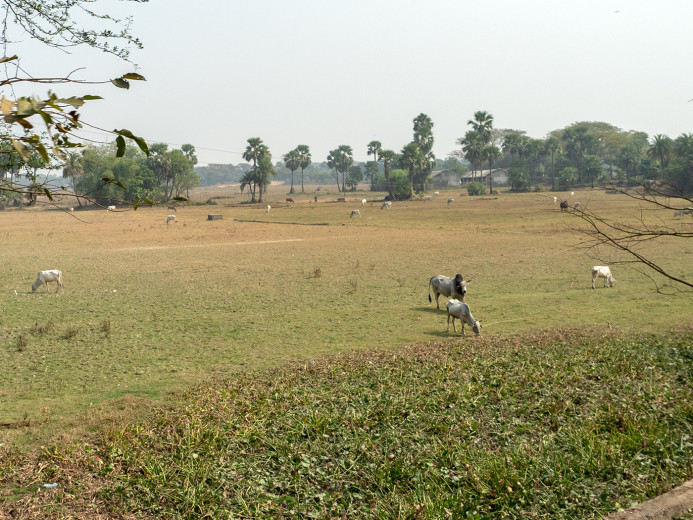 ZebuCattle_OM52393