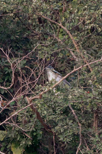 StriatedHeron_OM01068