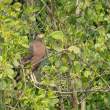 CrestedSerpentEagle_NoBeak_OM01356