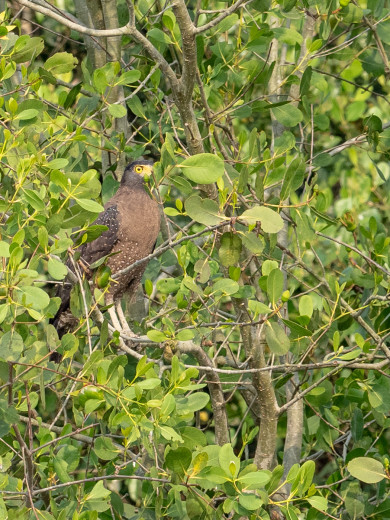 CrestedSerpentEagle_NoBeak_OM01356