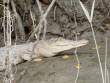CrocodileTeeth_OM01404