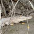 CrocodileTeeth_OM01404